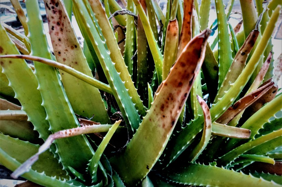 Aloe Vera Plant Leaves Bending Causes Solutions