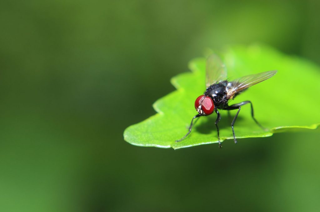 How To Get Rid Of Plant Flies Effective Methods