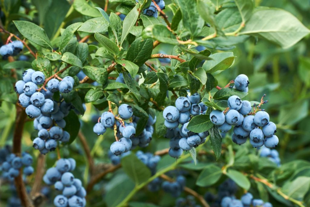 Good Blueberry Companion Plants Some Plants You Should Avoid