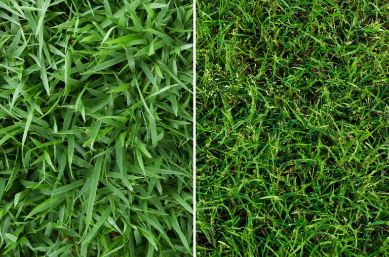 Which Grass Type Is Better Zoysia Vs Bermuda