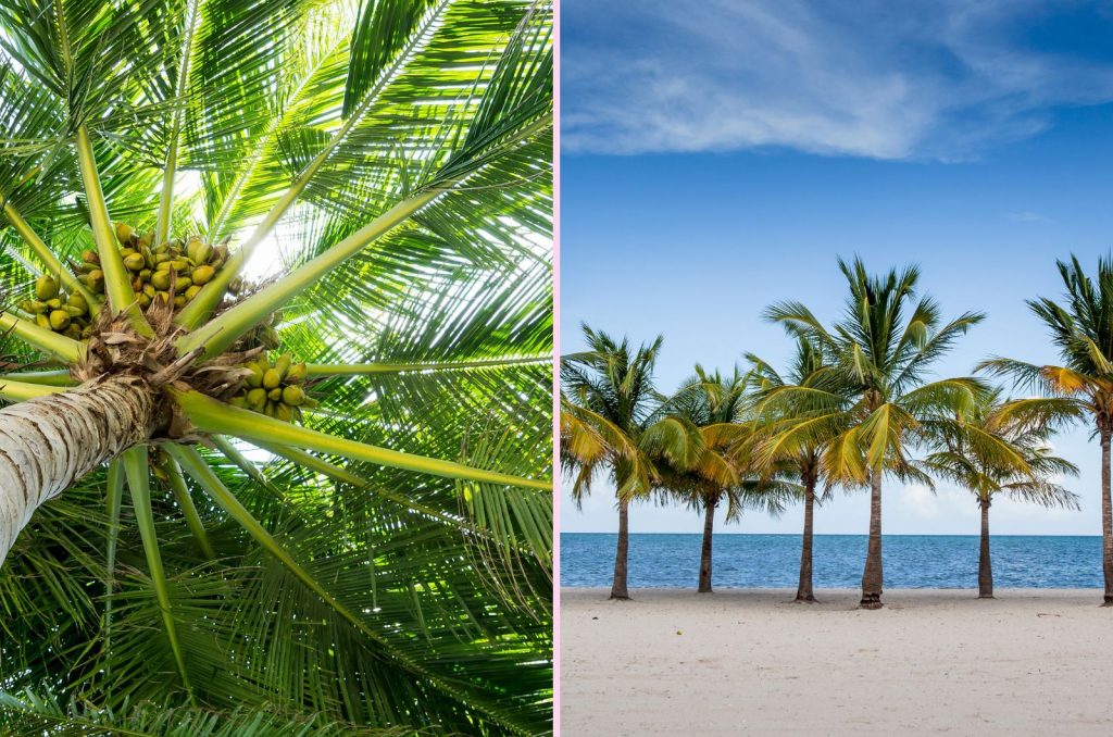 10 Ways To Distinguish Between Coconut Tree Vs Palm Tree