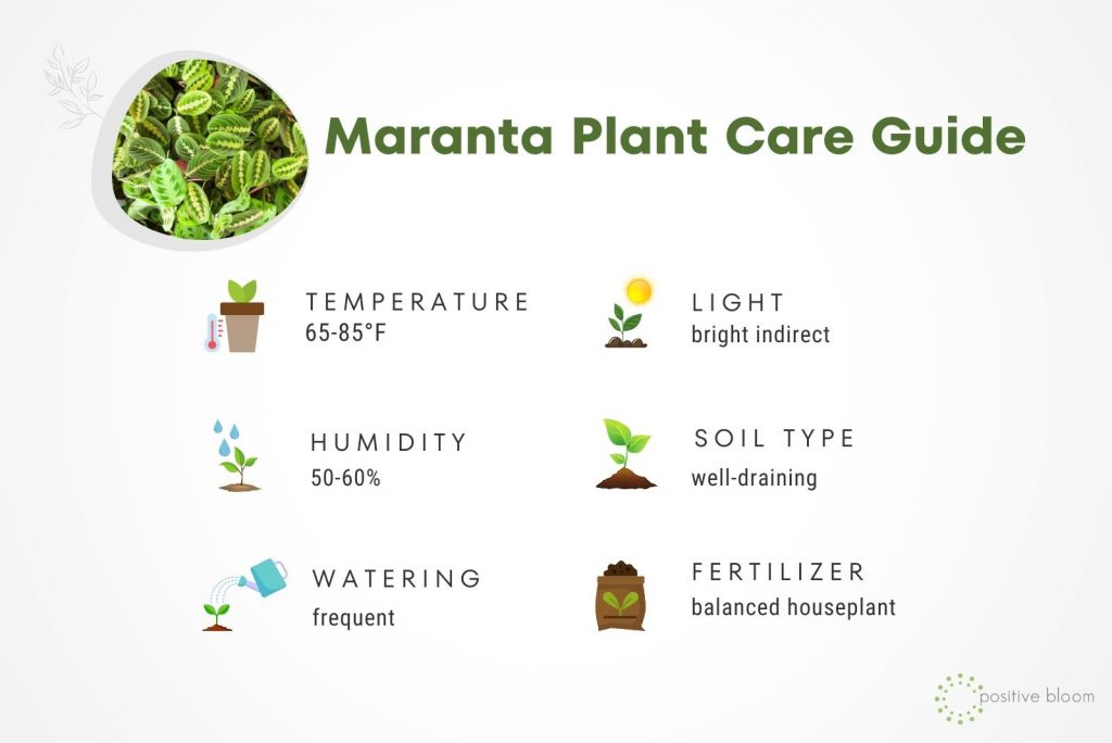 How To Take Care Of The Rare Maranta Leuconeura Kerchoveana