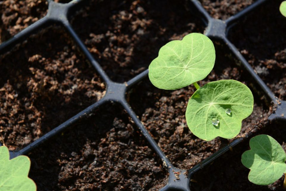 A Complete Guide For Growing Nasturtiums From Planting To Harvest