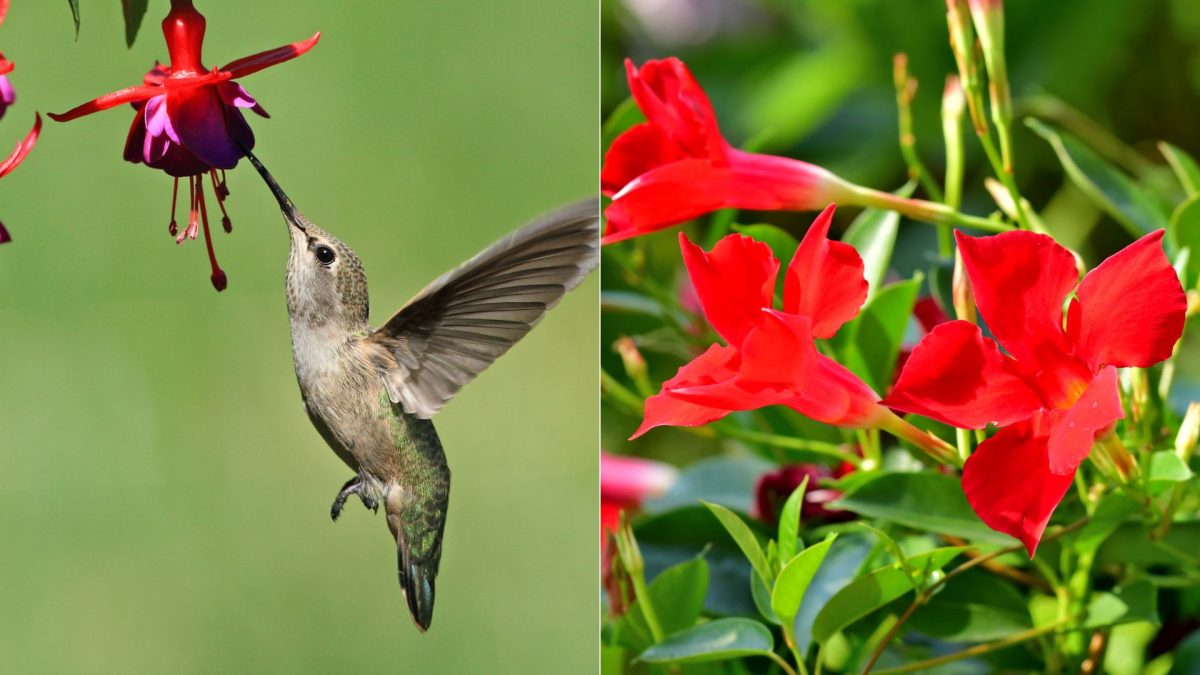 Best Flowers For Attracting Hummingbirds Into Your Garden