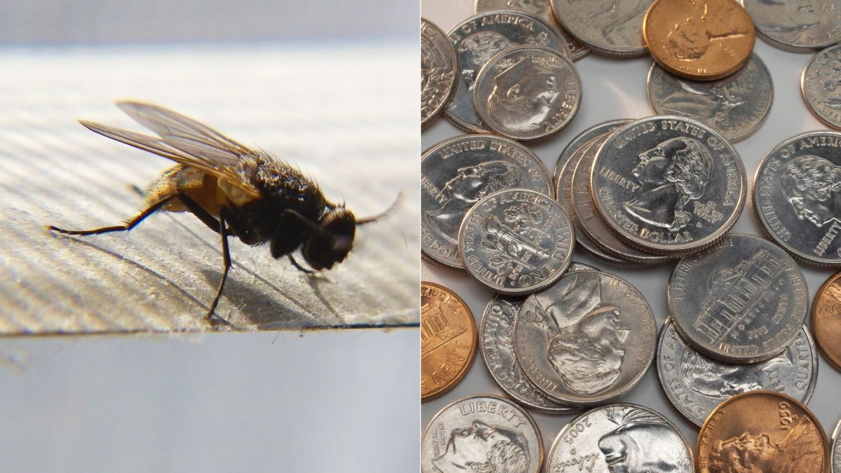 Heres An Amazingly Simple Trick That Will Keep Flies Out Of Your Home