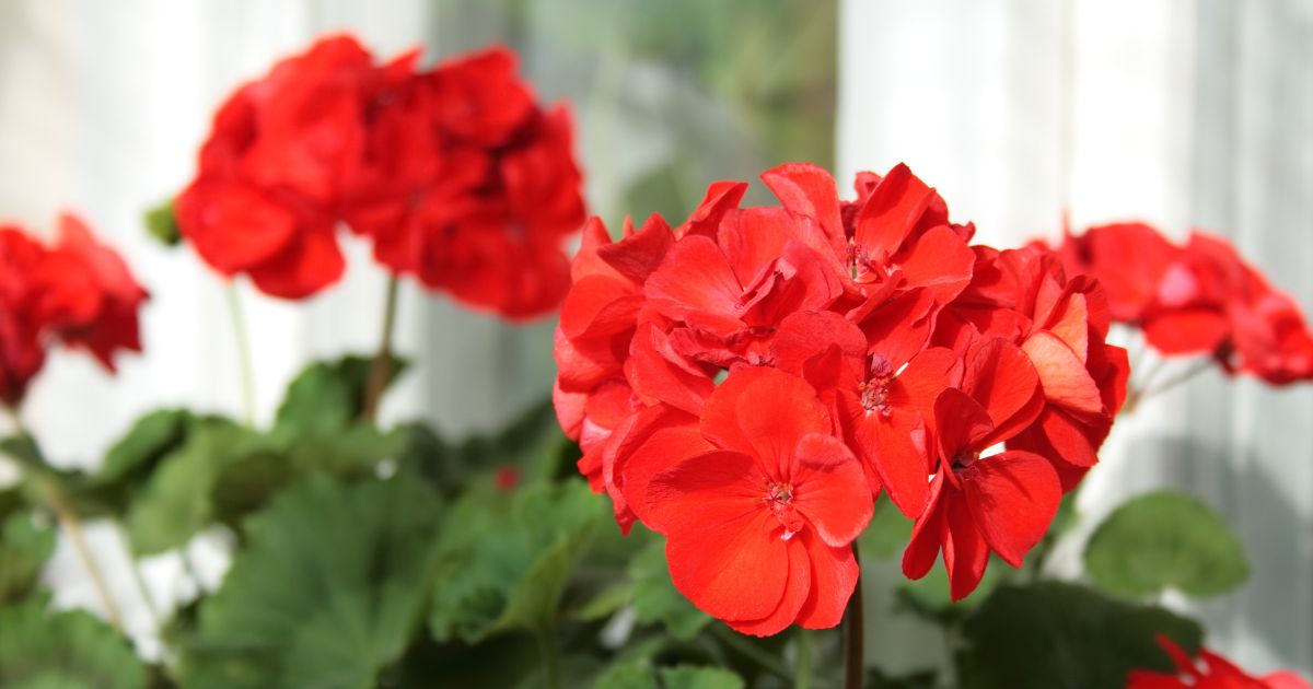 5 Effective Ways To Keep Geraniums Blooming