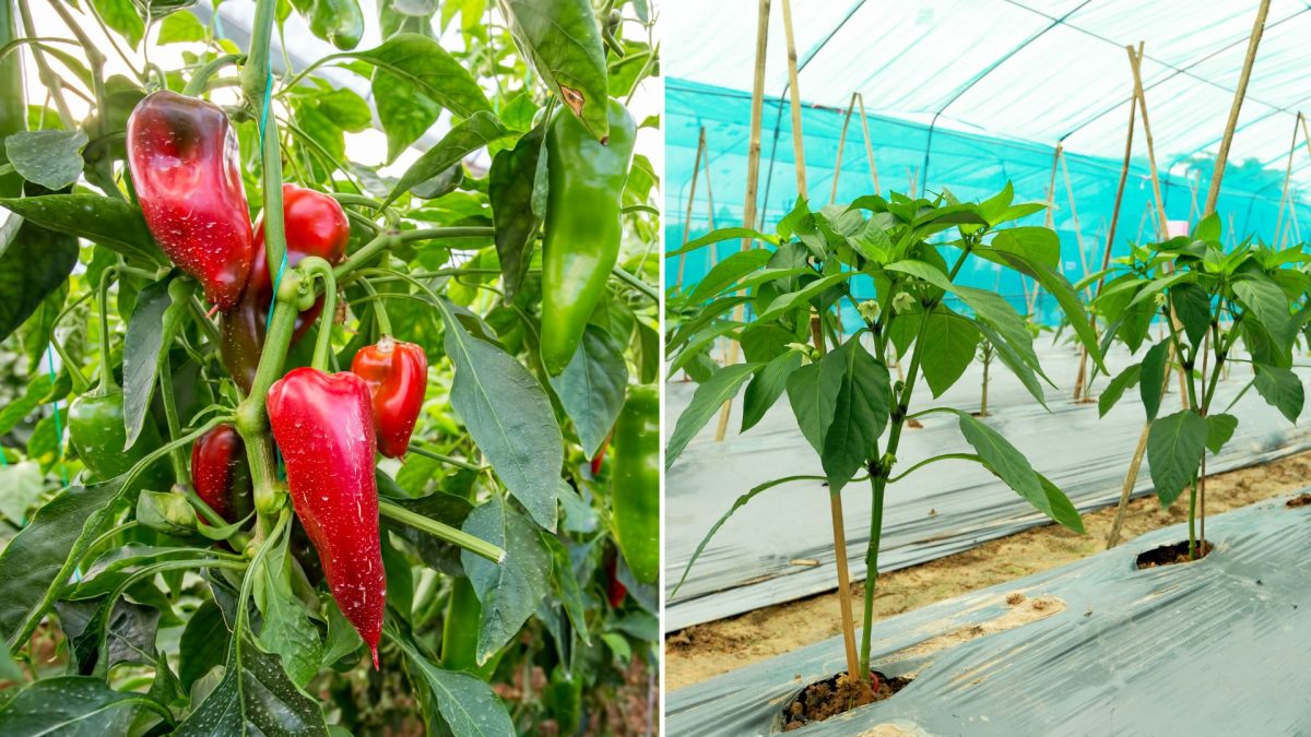 Tips For Overwintering Pepper Plants