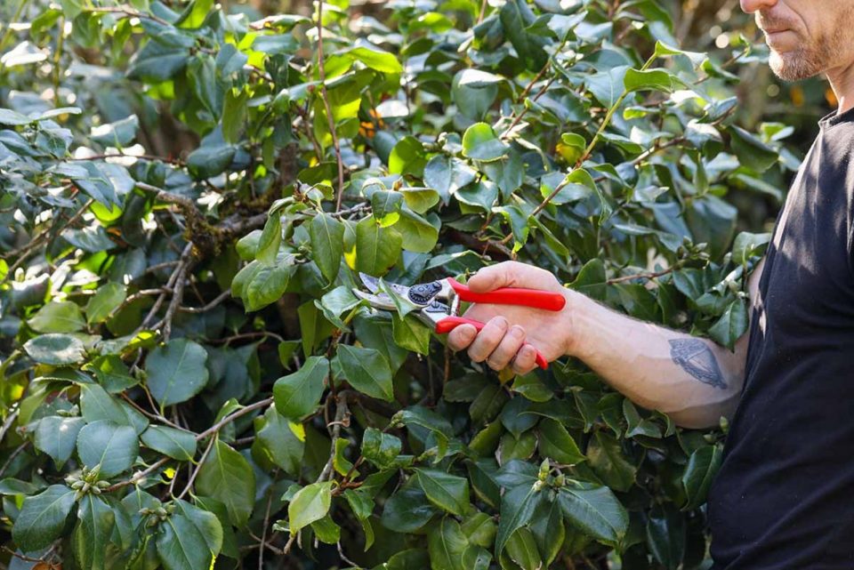 How To Prune Your Camellias