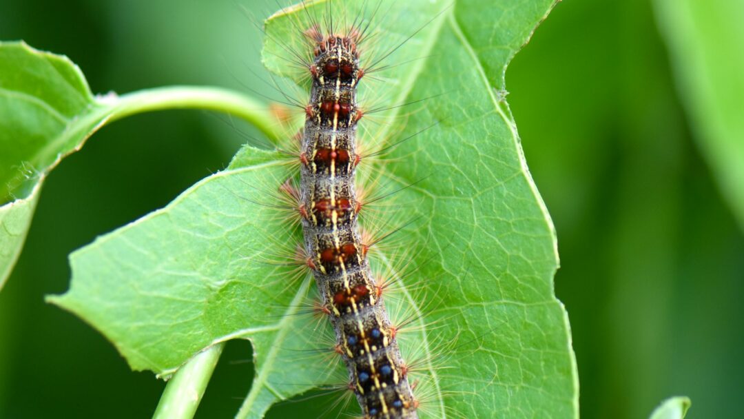 Use These Top Tricks To Protect Your Yard From Spongy Moth Infestation