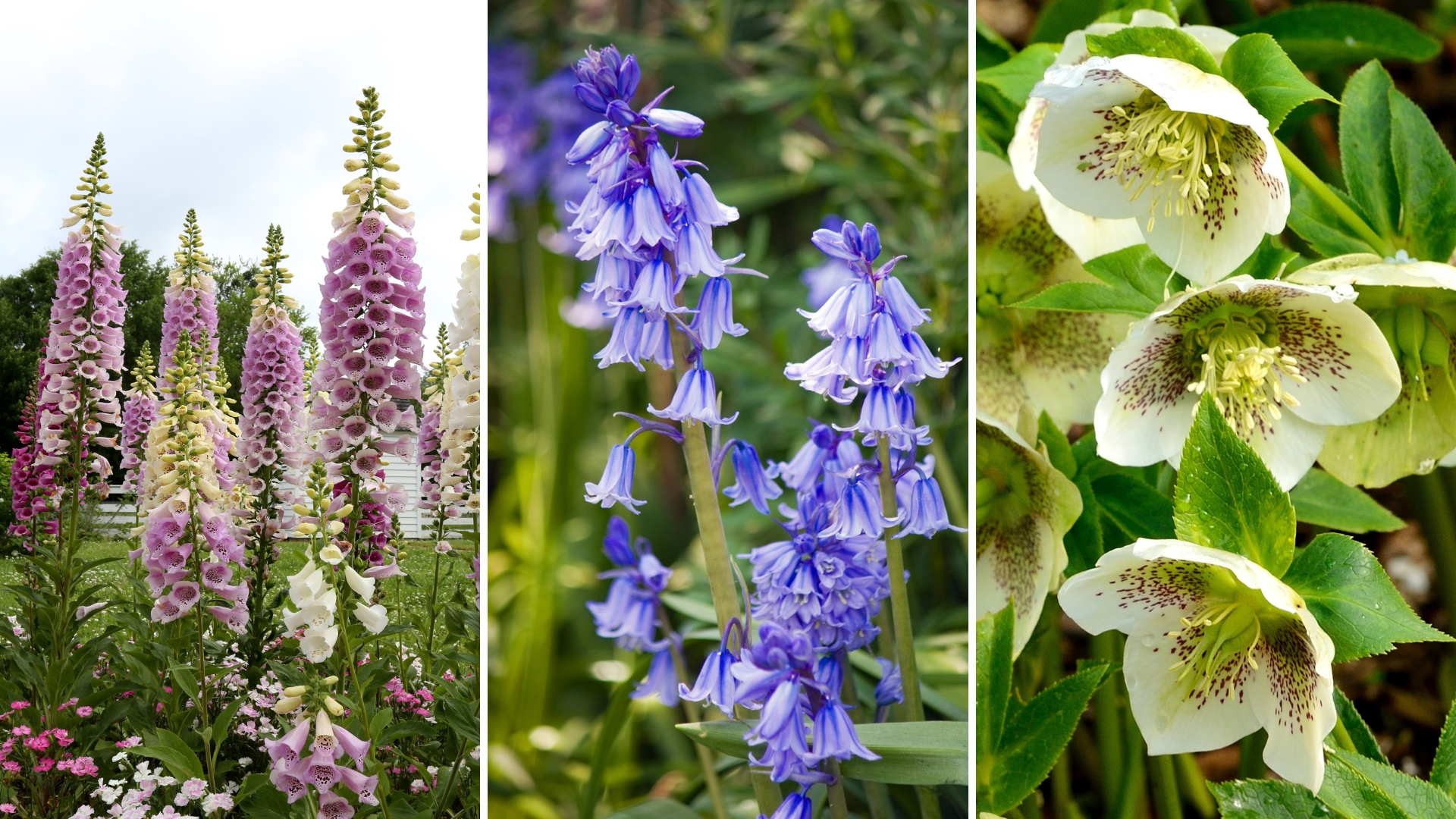 What To Plant To Make Your Garden Feel Magical Fairytale Plants