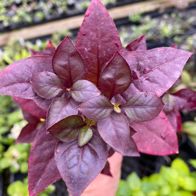 Little Ruby Alternanthera Brings Bold Foliage To Containers