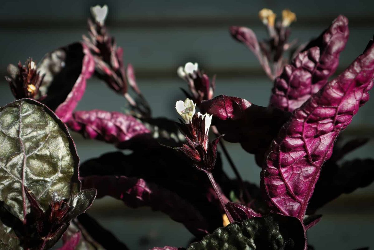 Snow White Waffle Plant: Care, Features, And Benefits