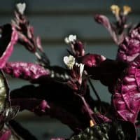 snow white waffle plant with flowers