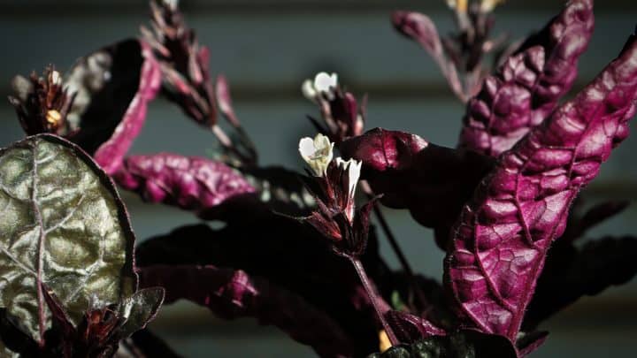 Snow White Waffle Plant: Care, Features, And Benefits