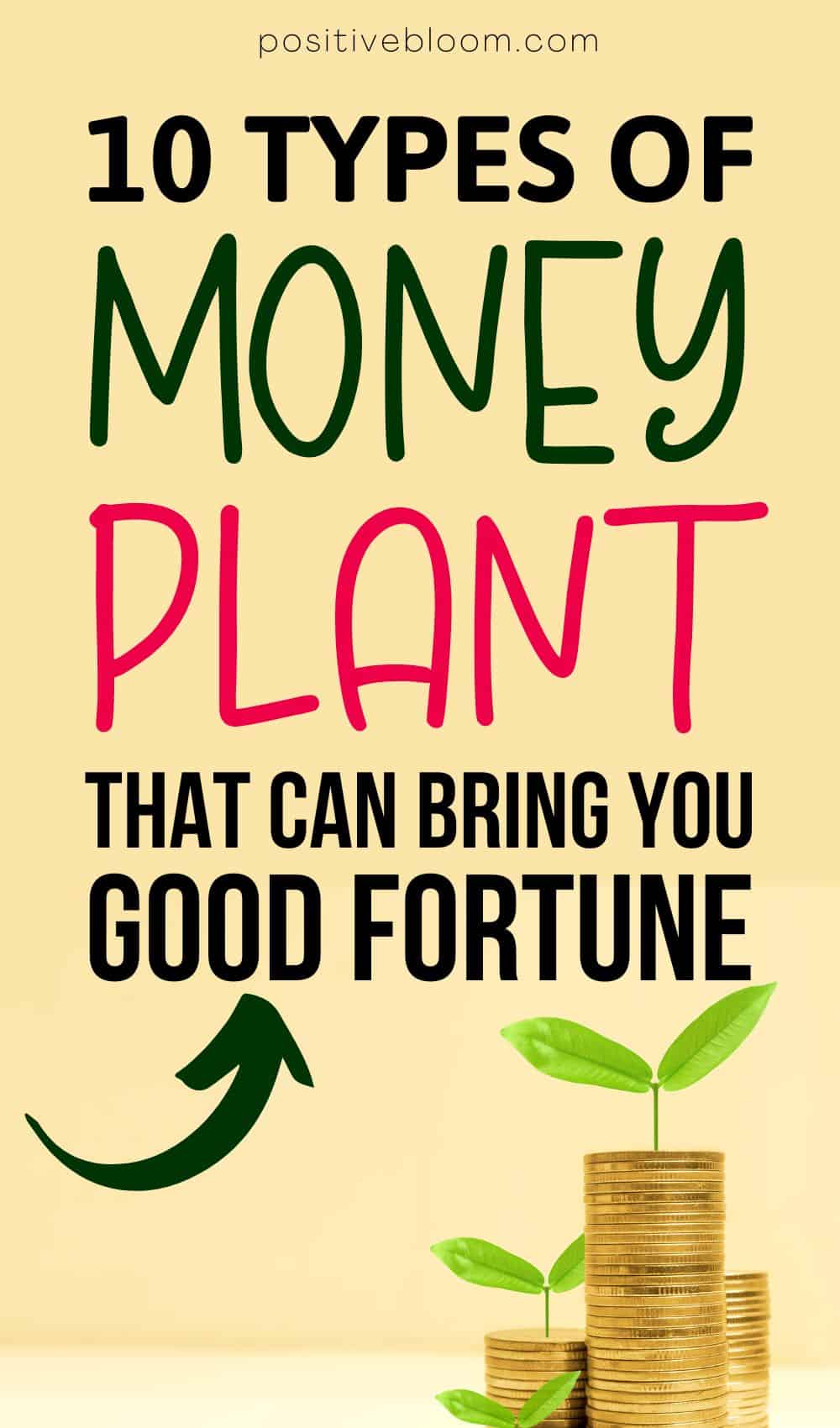 10 Types of Money Plant That Can Bring You Good Fortune