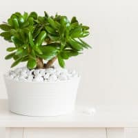 jade plant money tree in white pot