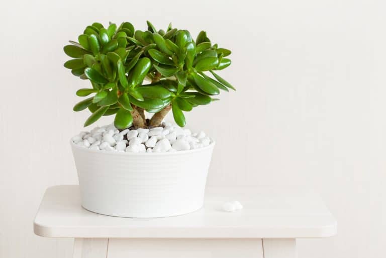 jade plant money tree in white pot
