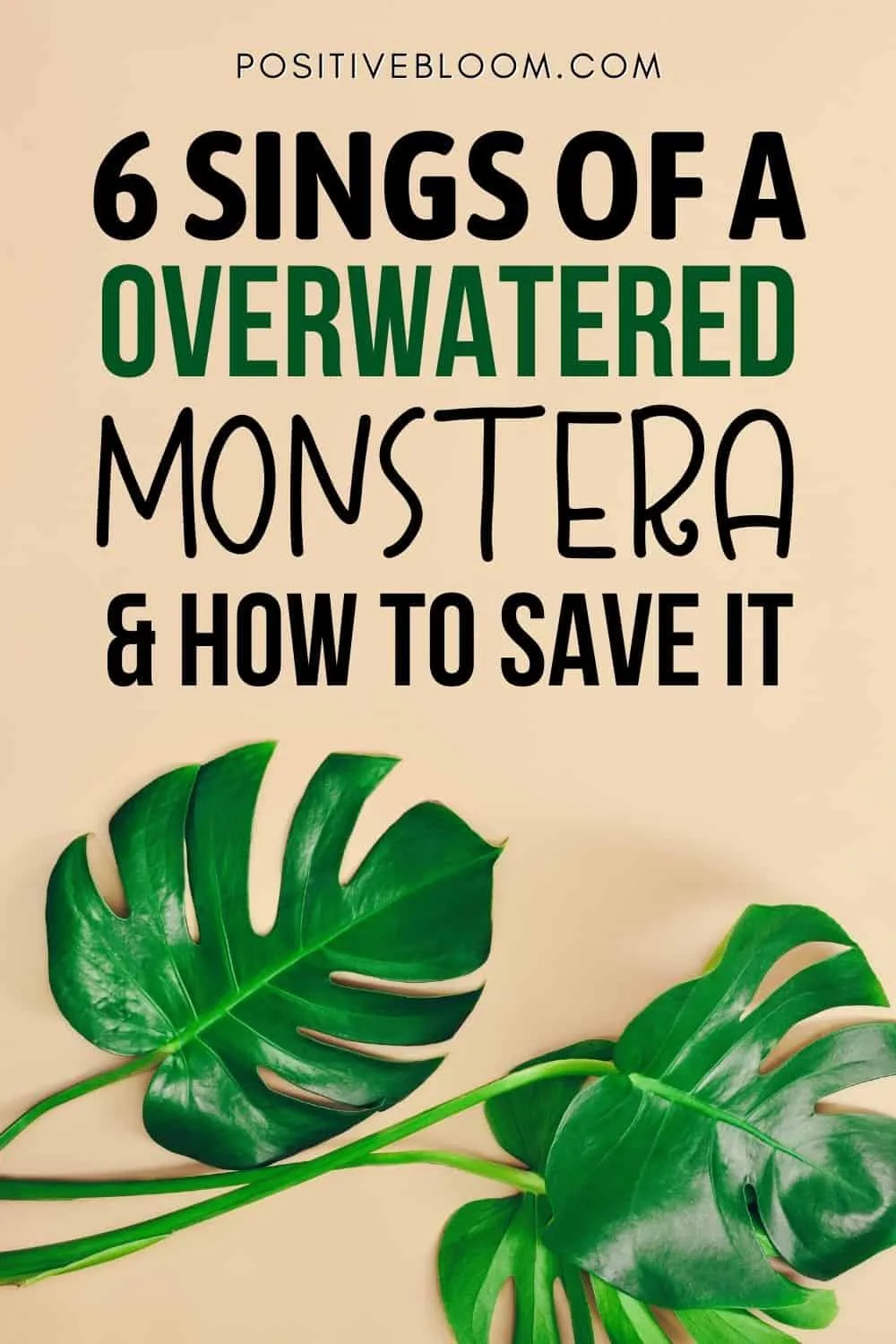 6 Signs of An Overwatered Monstera And How To Save It Pinterest