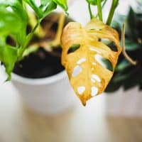 Qverwatered monstera plant with yellow leafs