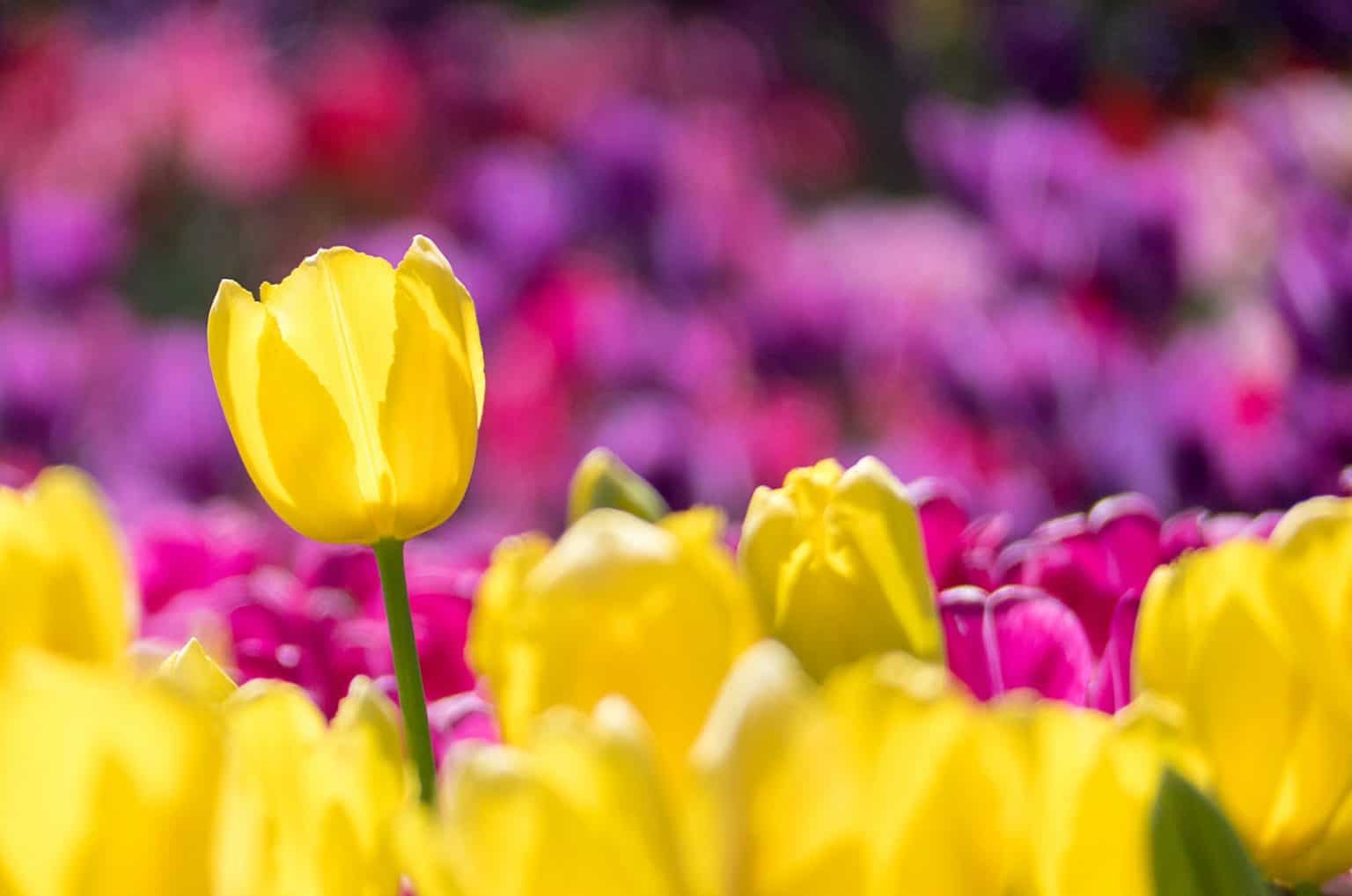 70 Tulip quotes That Capture the Essence of Tulips