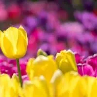 yellow and purple tulips