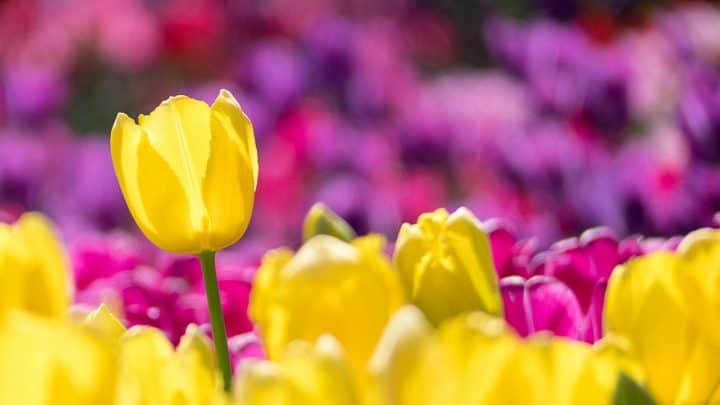 70 Tulip Quotes That Capture The Essence of Tulips