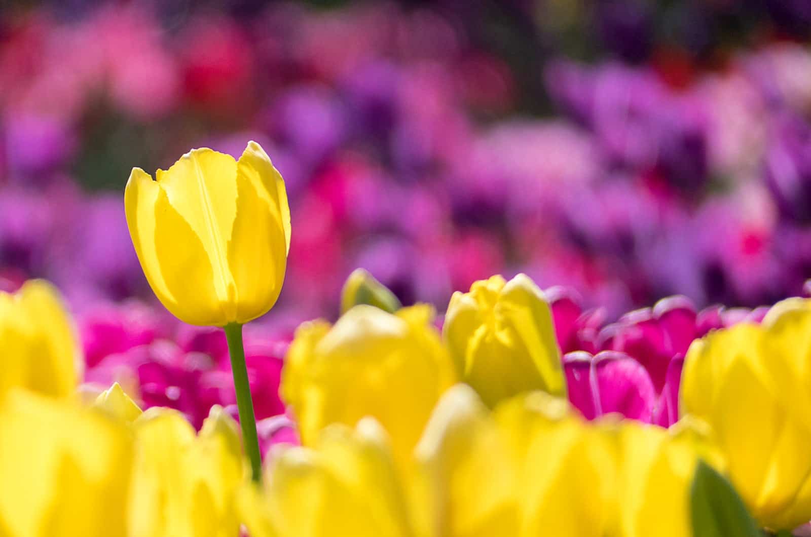 70 Tulip Quotes That Capture The Essence of Tulips