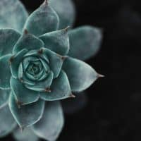 succulent with black background