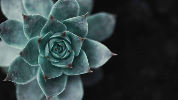 80 Succulent Quotes & Puns To Make Your Day