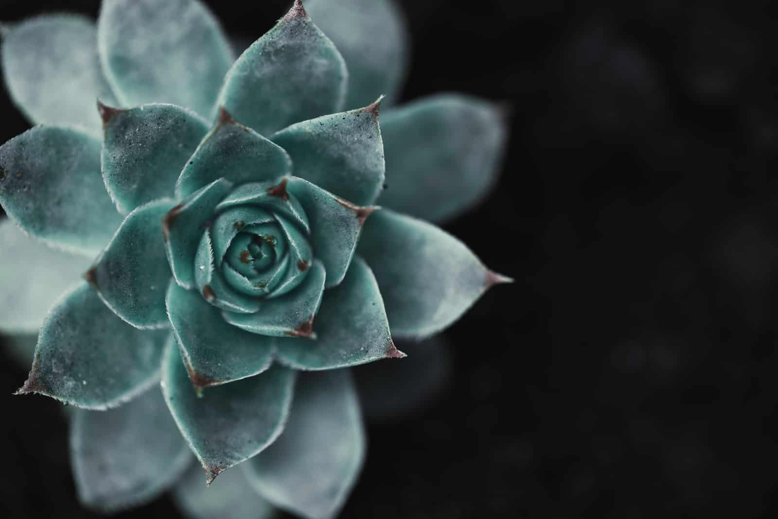 80 Succulent Quotes & Puns To Make Your Day