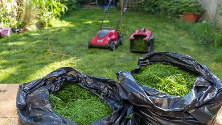 A List Of Grass Clippings As Mulch Pros And Cons