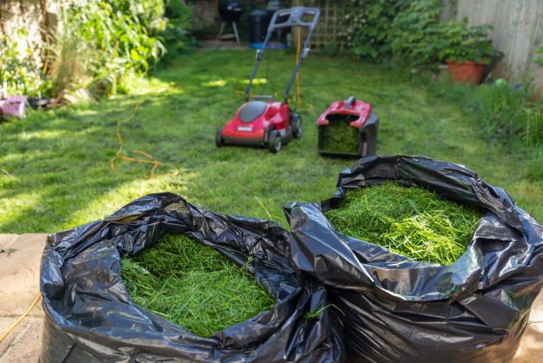 garden lawn with black bag of grass clippings