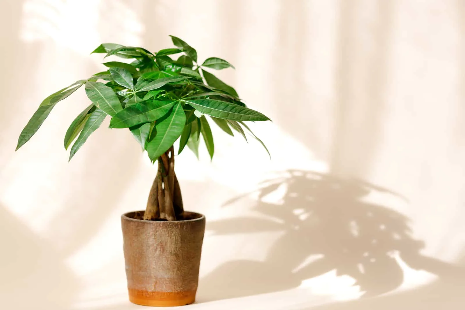 A Money Tree plant (Pachira Aquatica) in brown pot