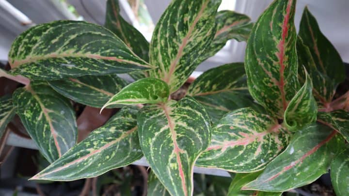 Aglaonema Sparkling Sarah-All You Need To Know