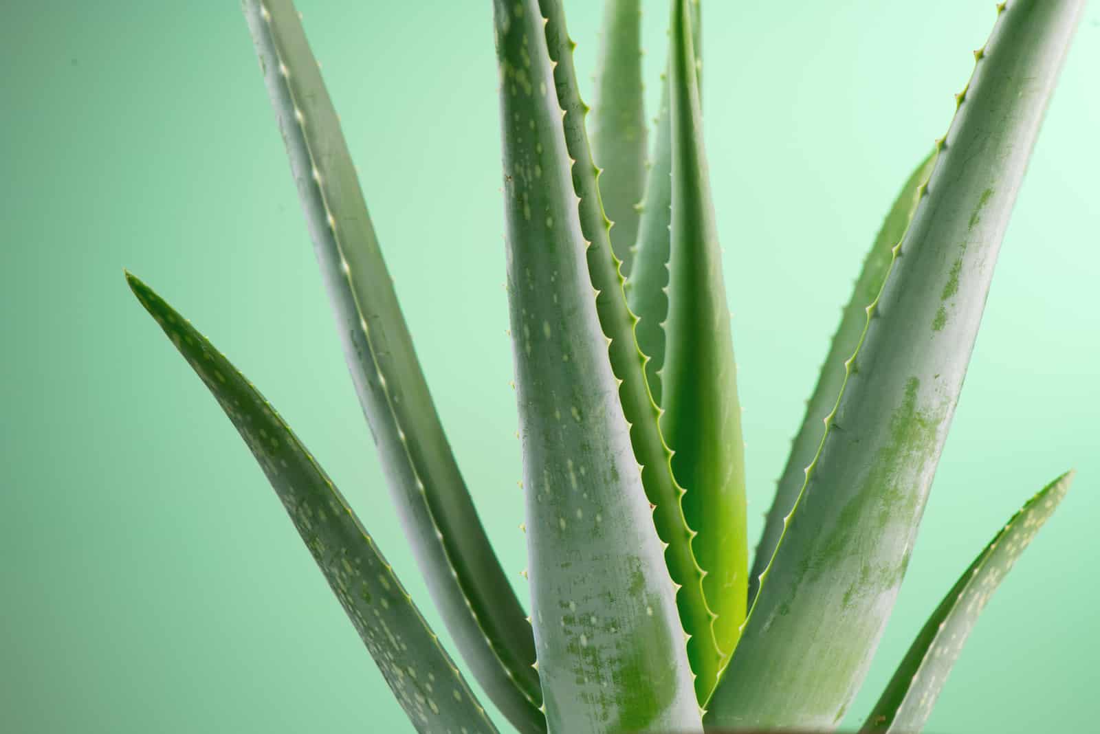 Aloe Vera in front of mint background