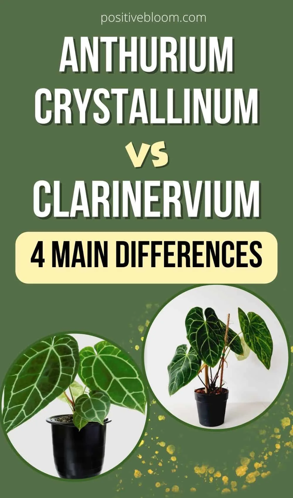 Anthurium Crystallinum vs Clarinervium- 4 Main Differences