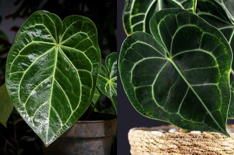 Anthurium Crystallinum and Clarinervium
