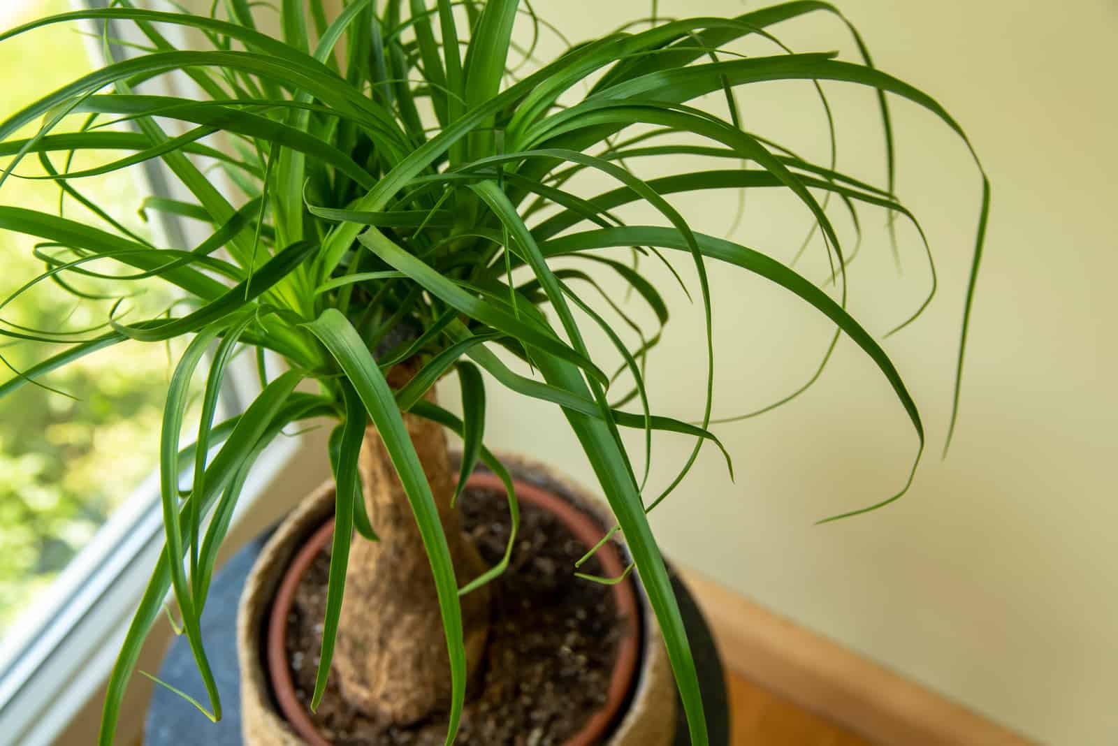 Beaucarnea recurvata plant in pot by window