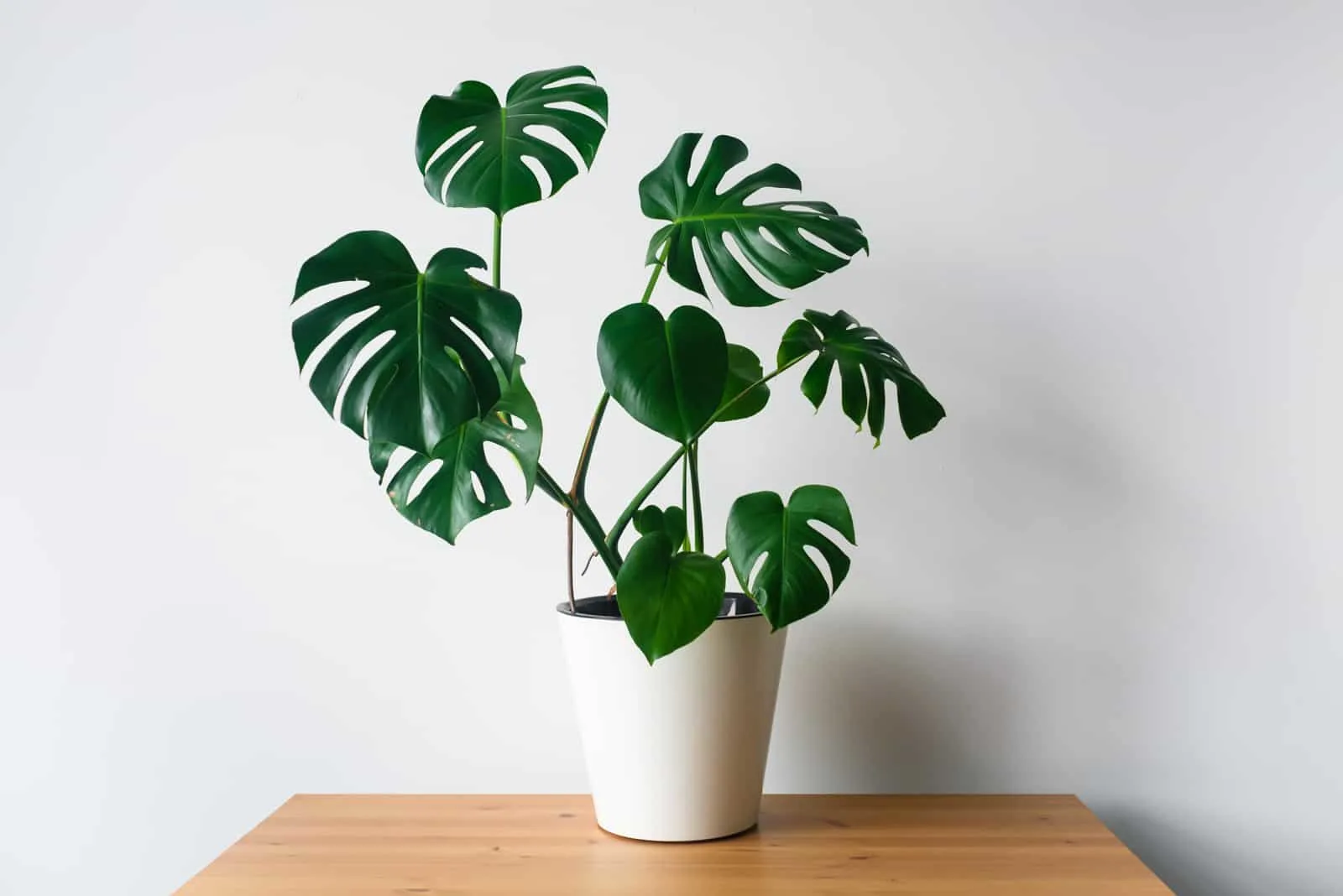 Beautiful monstera flower in a white pot