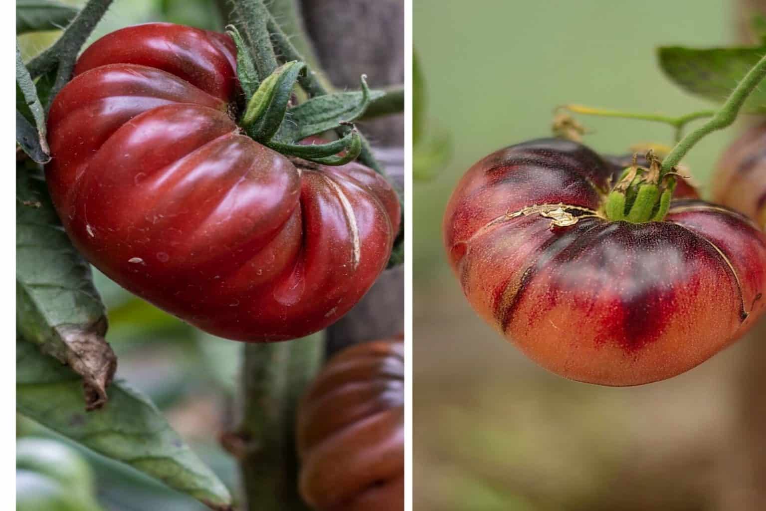 Black Krim vs Cherokee Purple Differences And Similarities