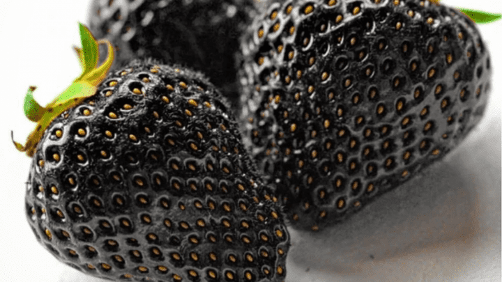 Black Strawberries: Truth or Myth?