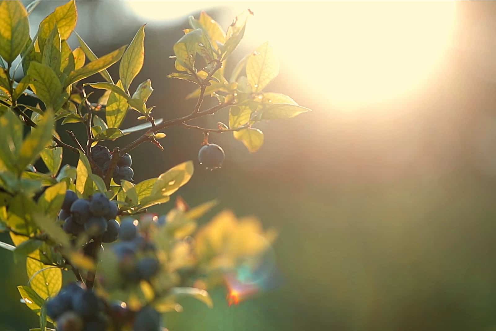 Blueberries and sunset