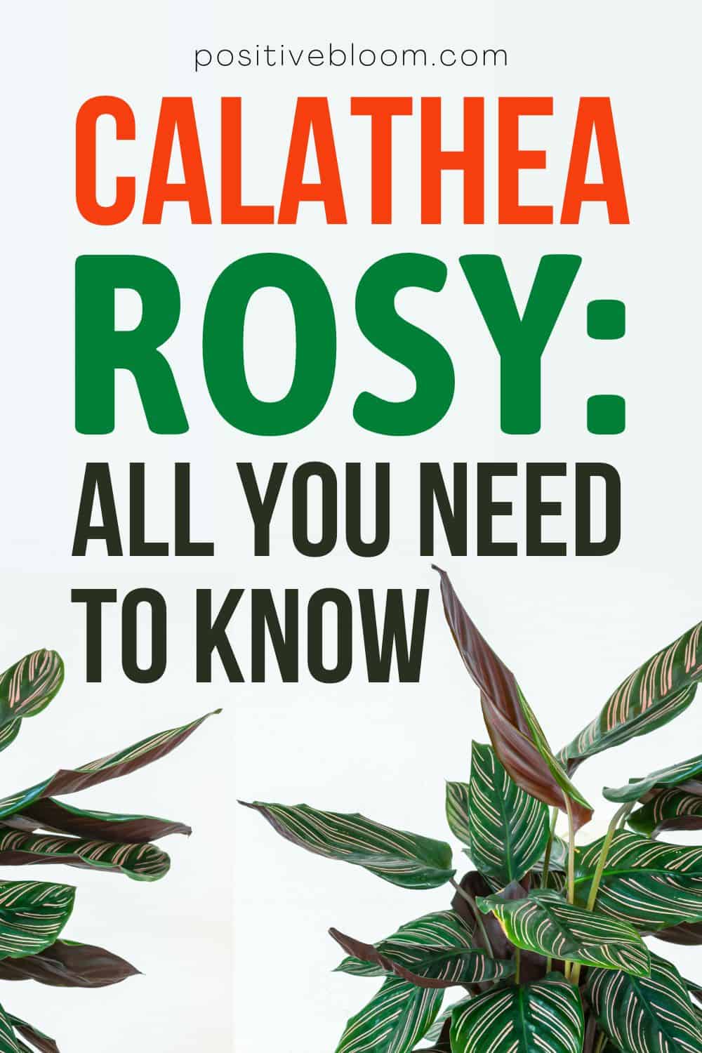 Calathea Rosy Everything You Need To Know