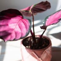 calathea rosy plant