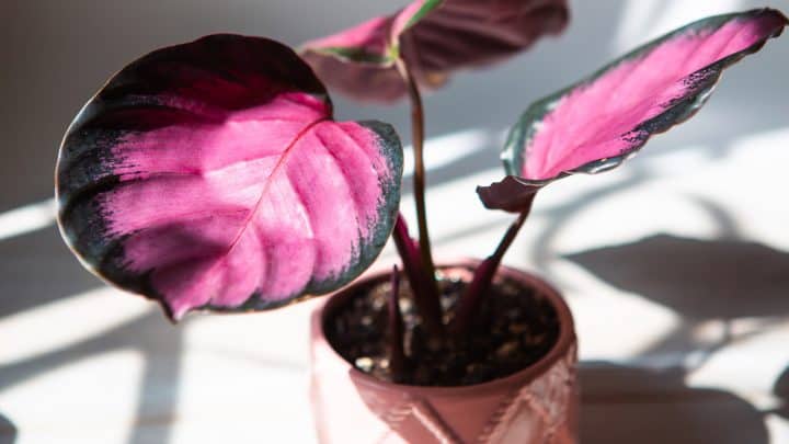 Calathea Rosy: Everything You Need To Know