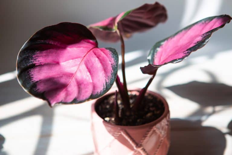 calathea rosy plant