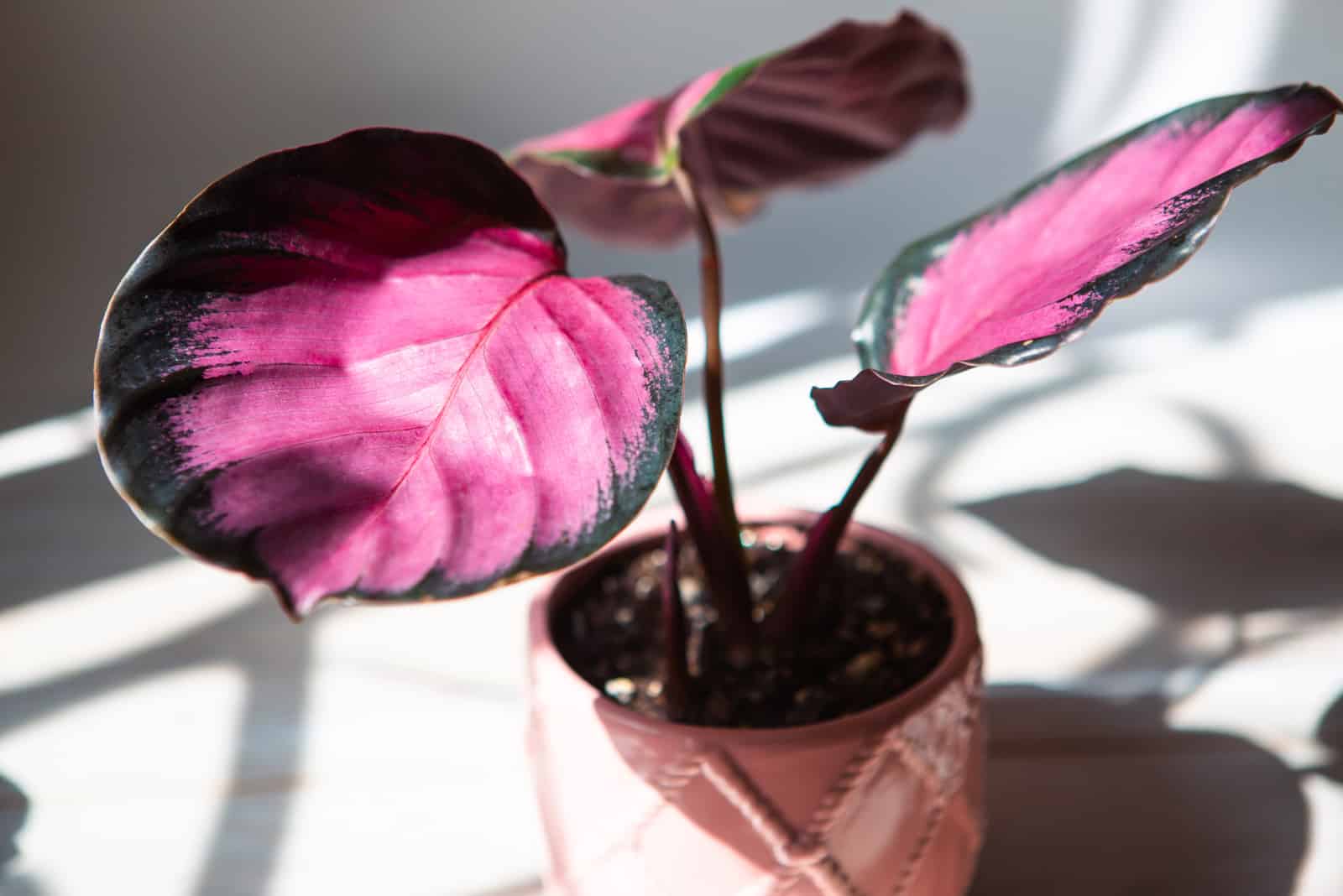 Calathea Rosy: Everything You Need To Know