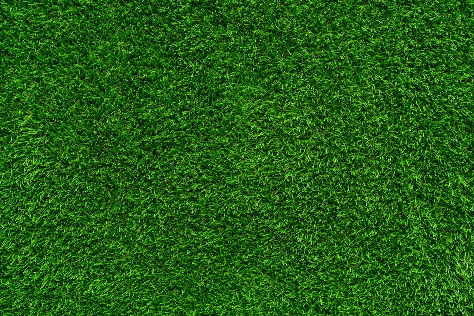 Carpet grass