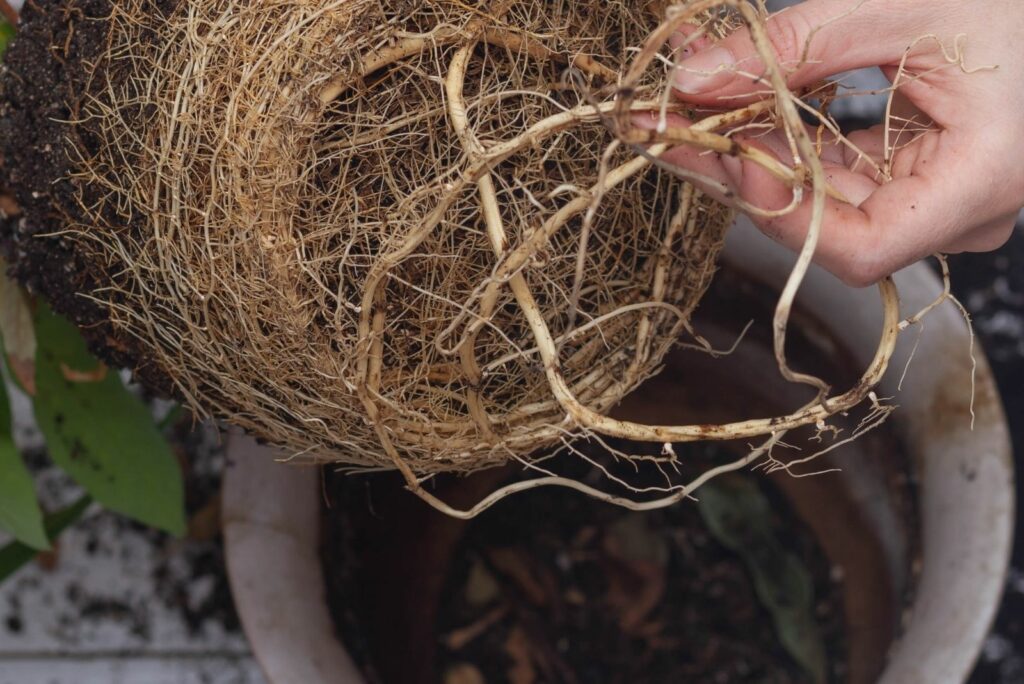 Clod of earth densely overgrown with roots