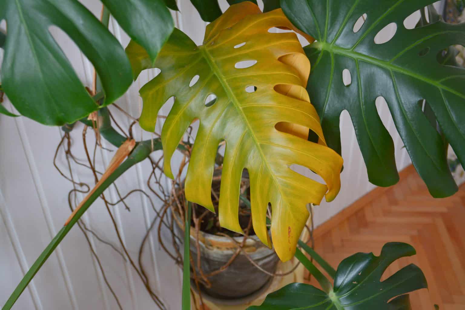 6 Signs of An Overwatered Monstera And How To Save It